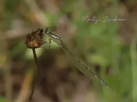 Tengere grasjuffer [Ischnura pumilio]
